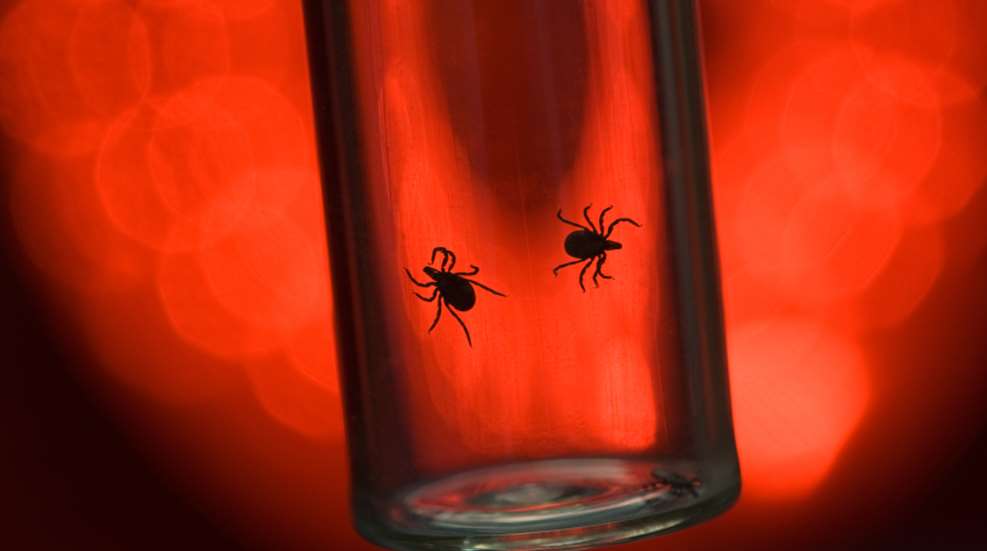 ticks-istockphoto.jpg