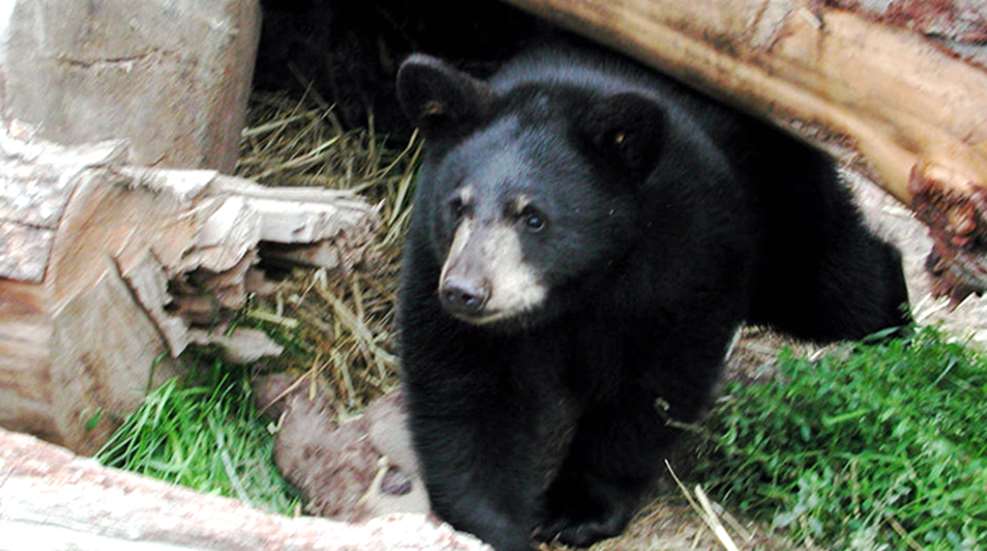 bears.jpg