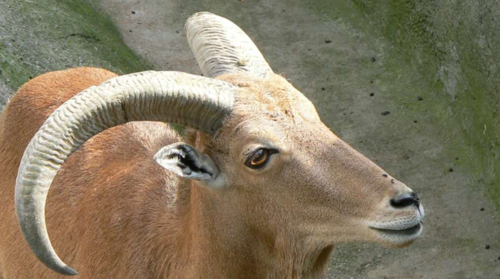barbary-sheep-public-domain.jpg