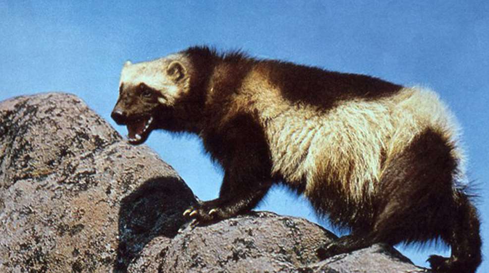 wolverines.jpg