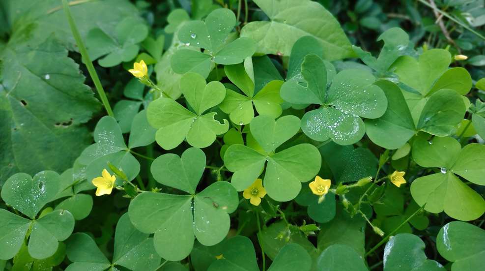 Wood Sorrel Lede