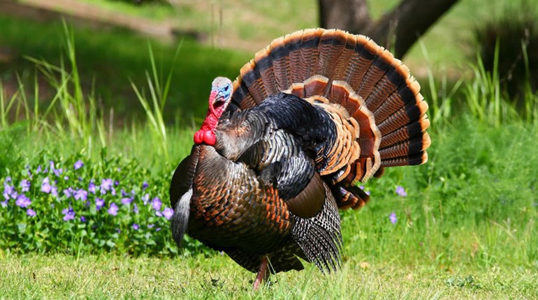 How to Field-Dress Trophy Turkeys | NRA Family