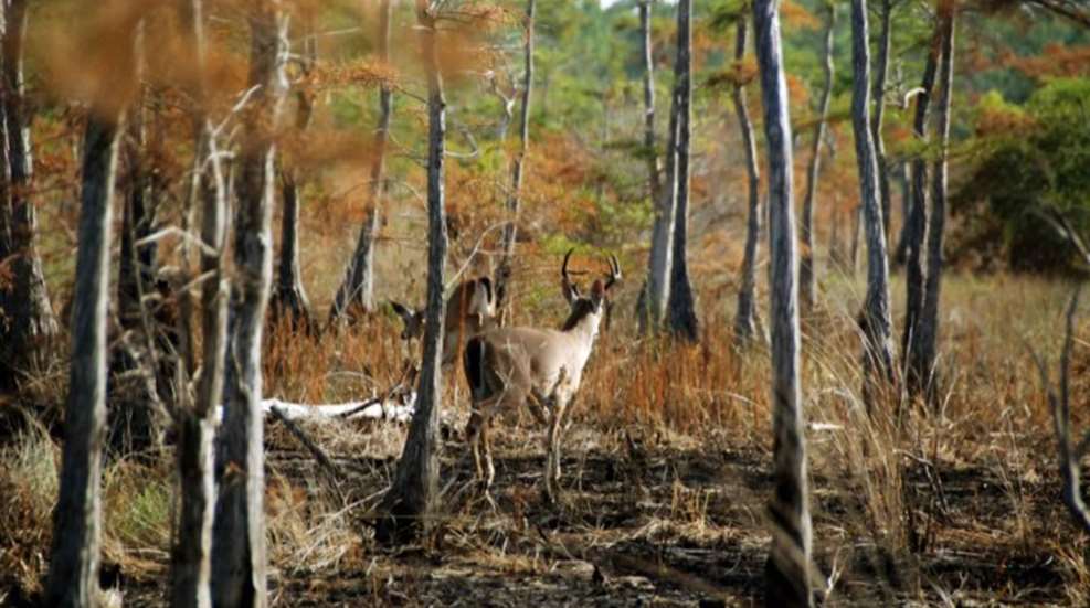 public-domain-whitetails.jpg