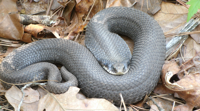 Fun Friday: Eastern Hognose Snake, the "Counterfeit Cobra" | NRA Family