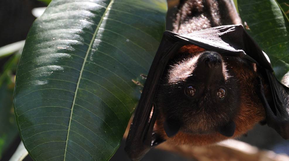 batty-batty-bat-bat-why-is-he-not-cuddling-me-right-now.jpg