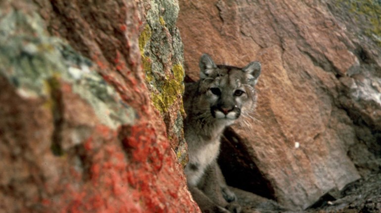 Big Cats, Big Problems | NRA Family