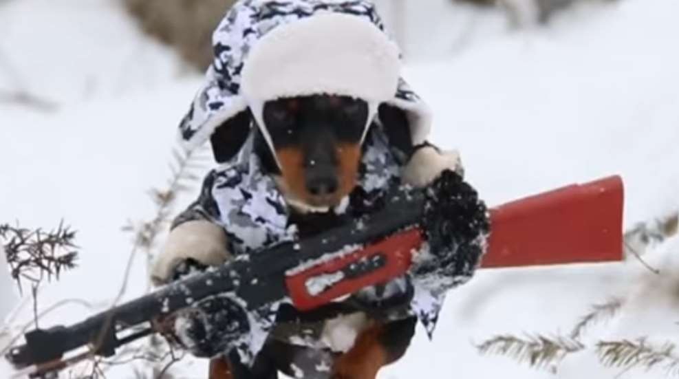 5 Funny Hunting-Dog Videos | NRA Family