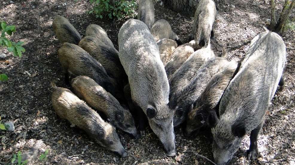 Feral Hogs: World's Worst Invasive Species | NRA Family
