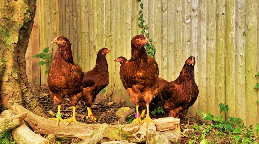 Raising Chickens Lede