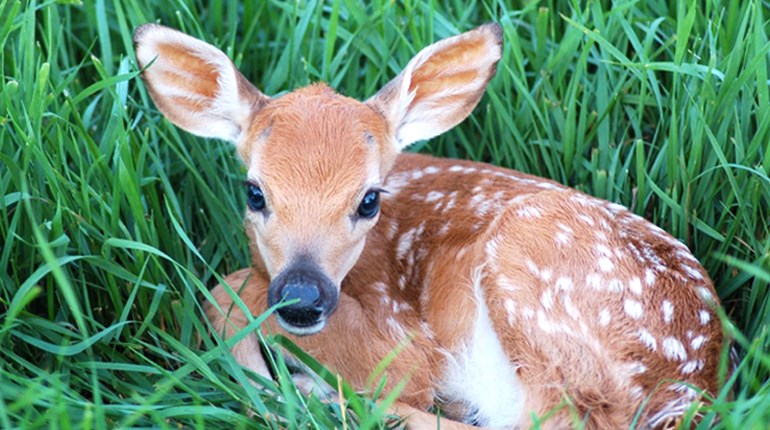 Leave Young Wildlife Alone | NRA Family