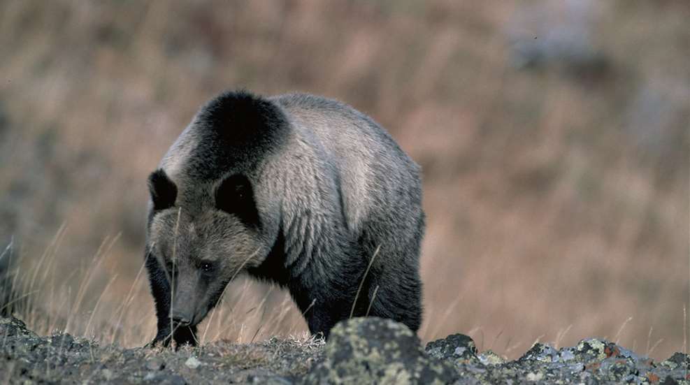 Grizzly Bear Fws