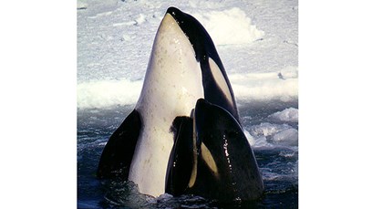 orcas