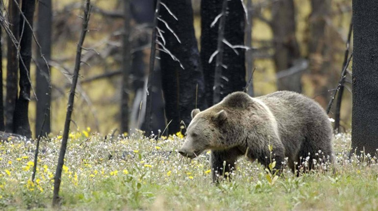 Defense of Life: Surprise Grizzly Attack in Idaho | NRA Family