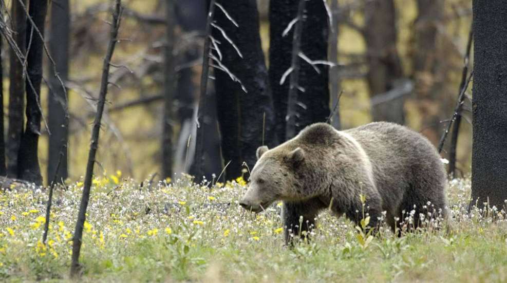 Grizzly Bear Attack Idaho