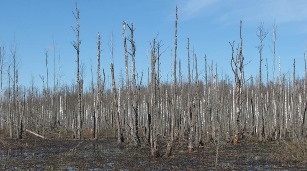 drowned-forest.jpg