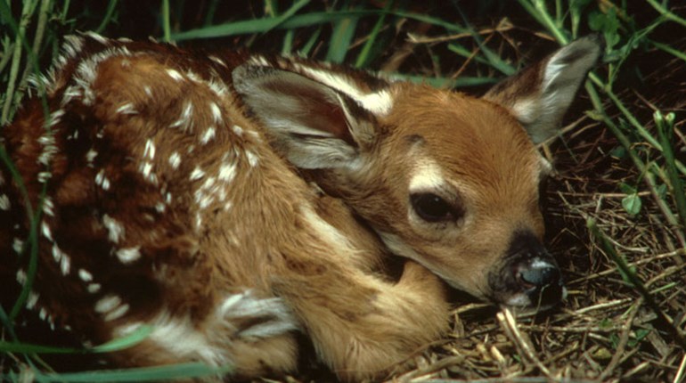 Leave Baby Wildlife Alone | NRA Family