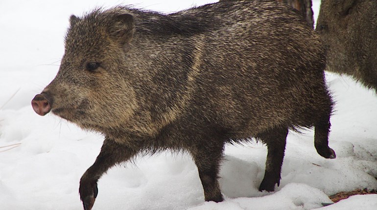 Boone & Crockett to Recognize Javelina Trophies | NRA Family