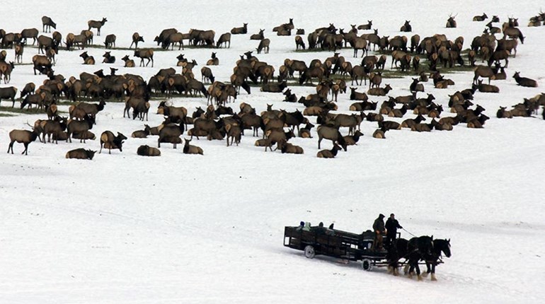 NRA Family Entertainment: Dashing through the Elk in Utah | NRA Family