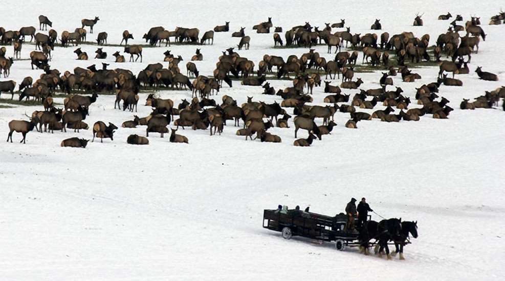 Dashing Thru The Snow