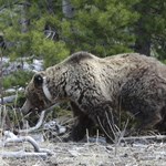 Idaho Hunter Shoots Grizzly in Self-Defense
