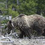 Usfws Collared Grizzly Bear Wind River