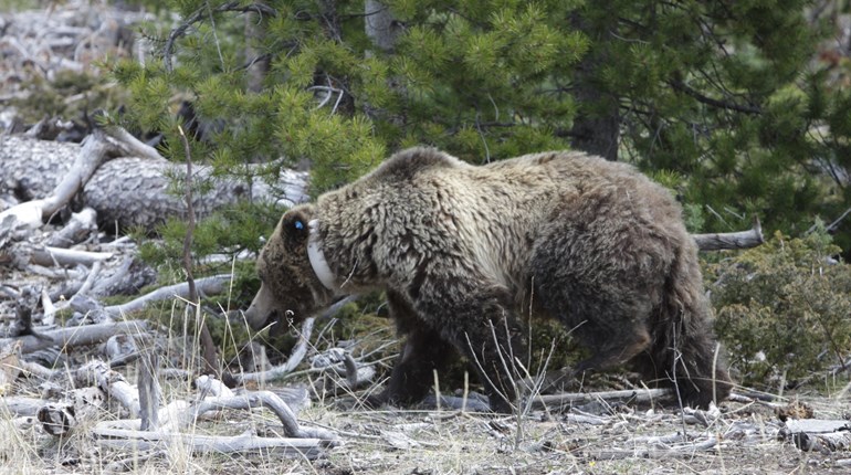 Idaho Hunter Shoots Grizzly in Self-Defense | NRA Family