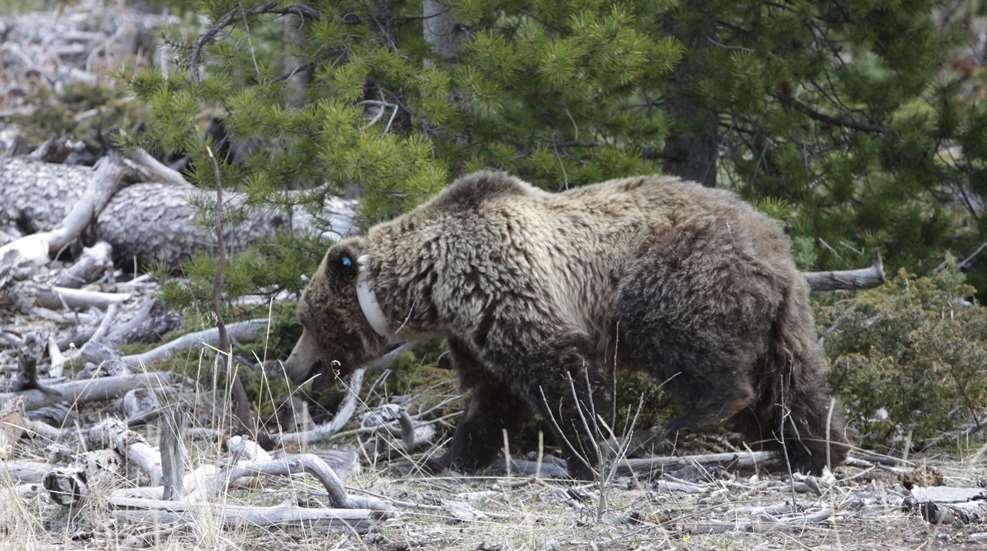 Usfws Collared Grizzly Bear Wind River