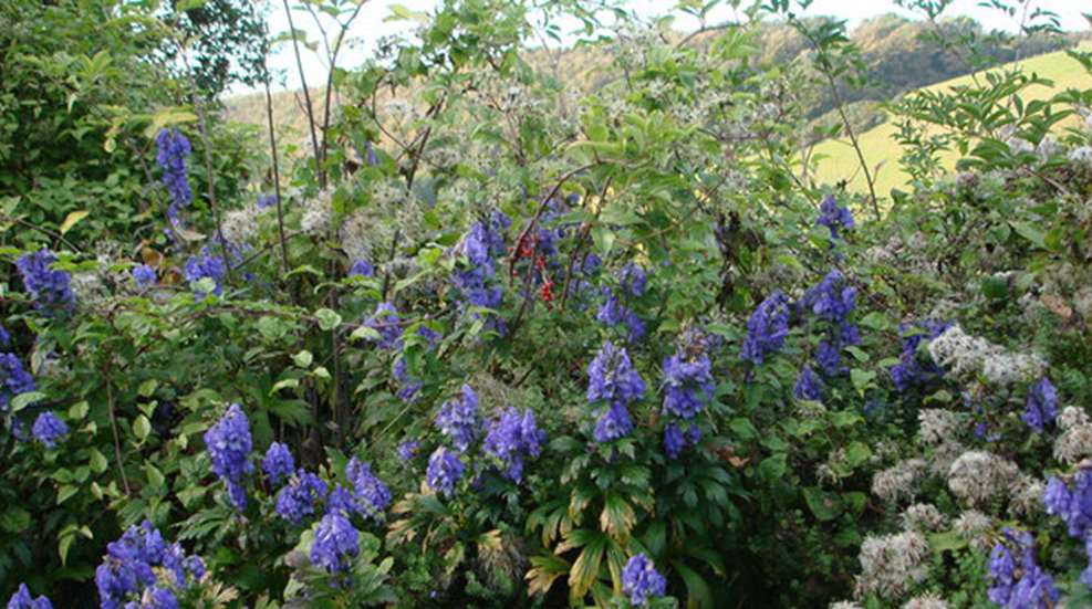 aconite.jpg