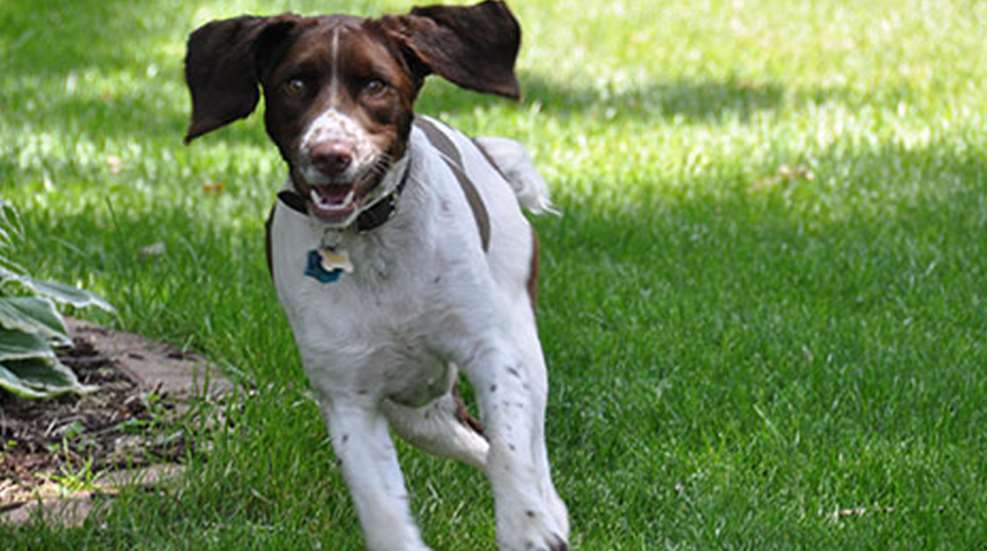 Cool Jobs: Hunting Dog Breeder | NRA Family