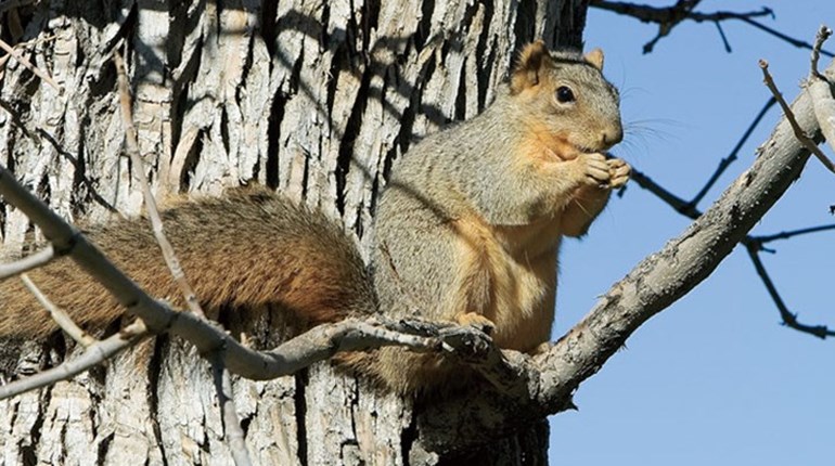 5 Reasons Squirrel Hunting is Perfect For Families | NRA Family