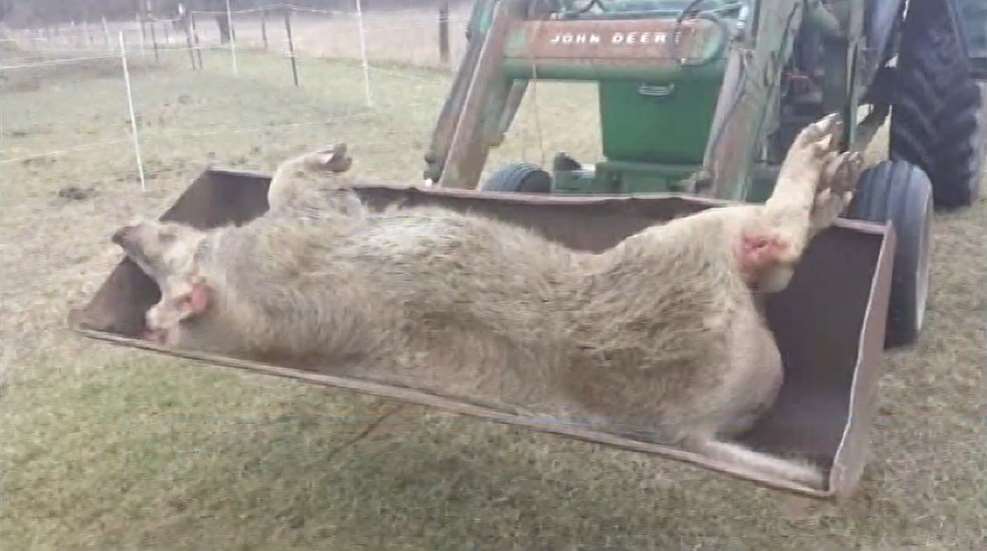 600lb-pig.png