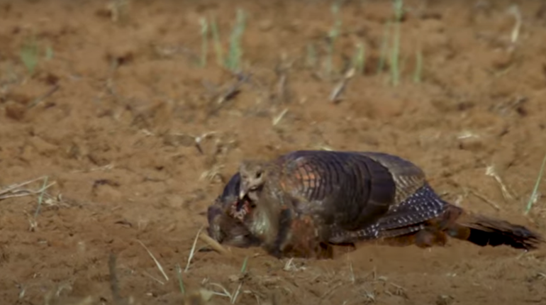 NWTF: Why Do Turkeys Roll in the Dirt? | NRA Family