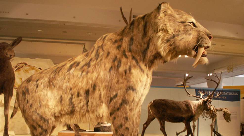 smilodon_populator1.jpg