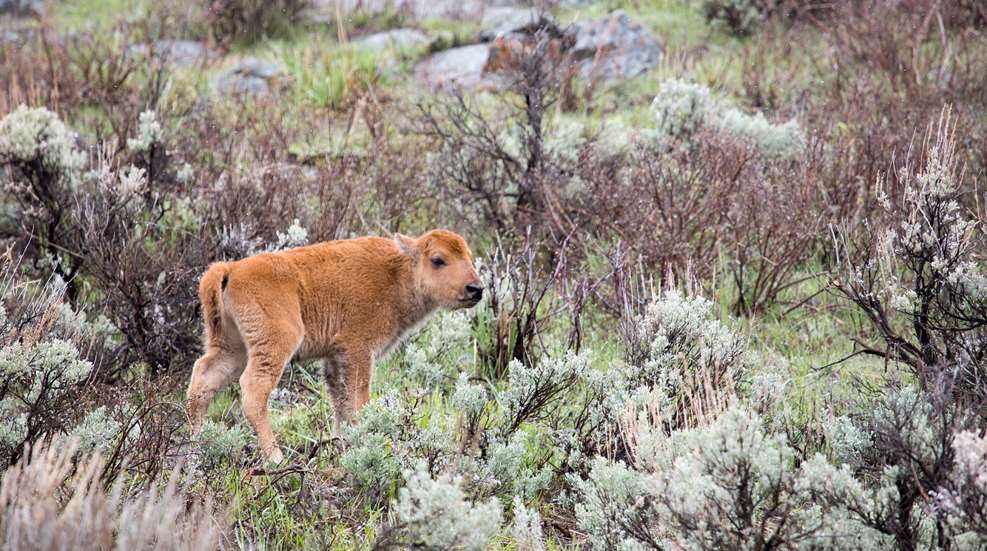 Bison Calf