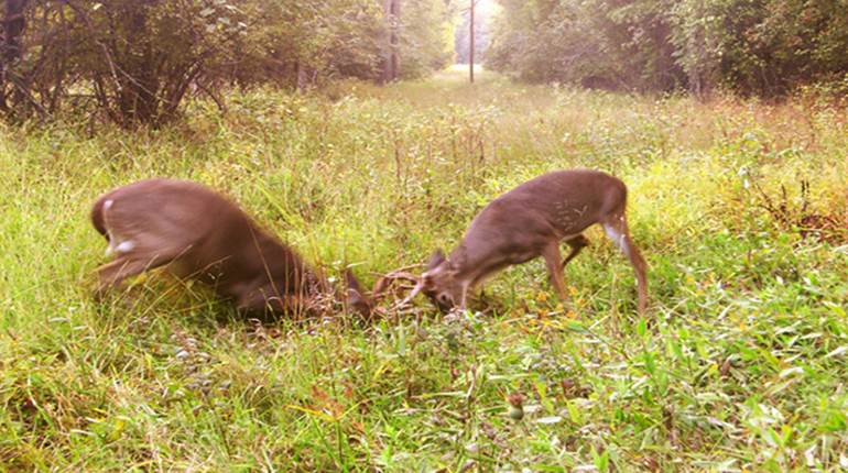Planting Food Plots: How-To | NRA Family