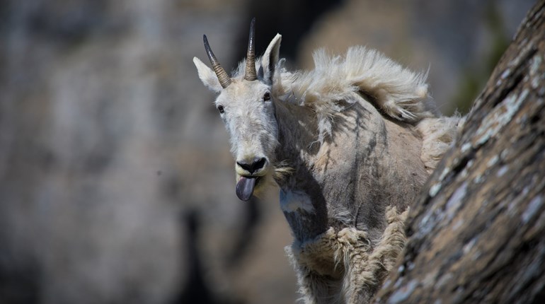 How to Handle Mountain Goat Encounters | NRA Family