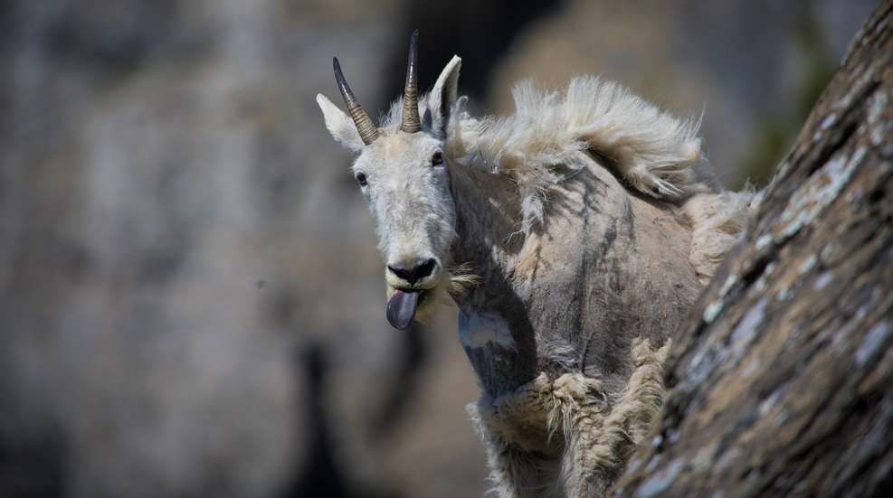 Goofy Mountain Goat Public Domain