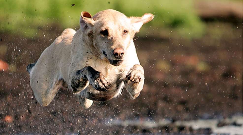 gundog.jpg