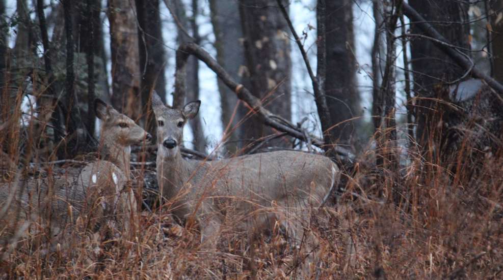 Alert Deer On Staredown