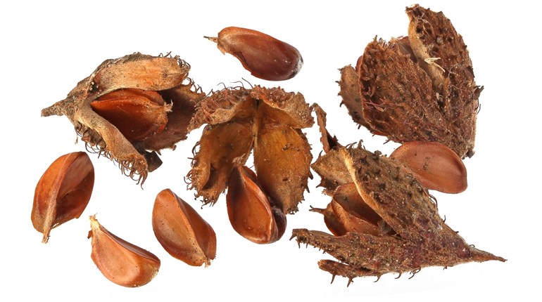 Fieldcraft Friday: Foraging for Filberts (& Other Wild-Growing Nuts) | NRA Family