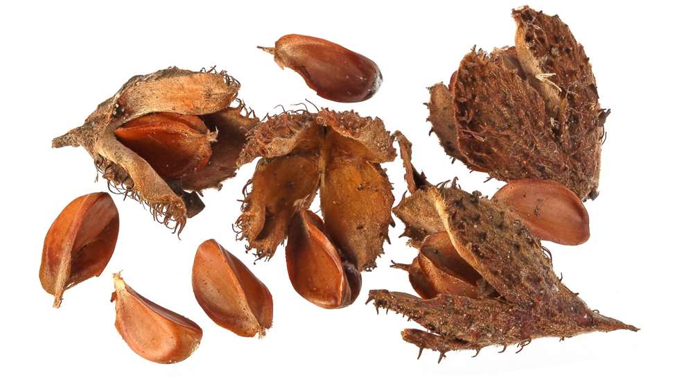 Beech Nut