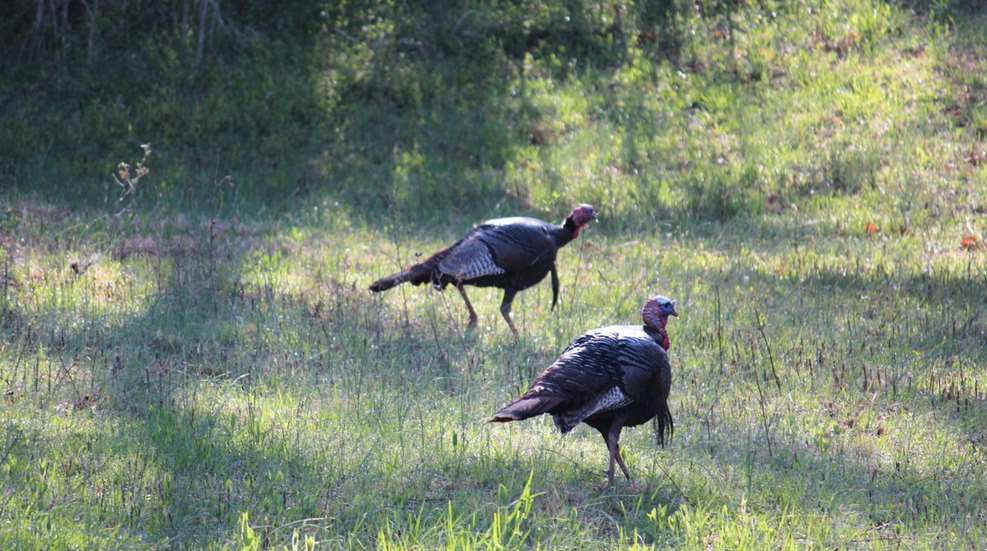 two wild turkeys in field
