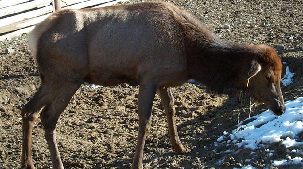 deer3_kreeger_fixed.jpg