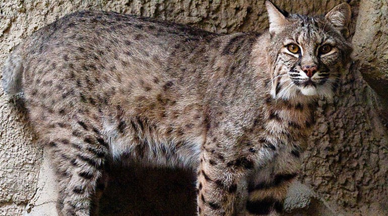 A Cat Named Bob | NRA Family