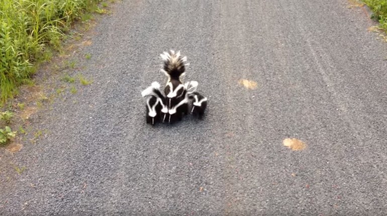 Fun Friday: 3 Critters With Zero Fear | NRA Family