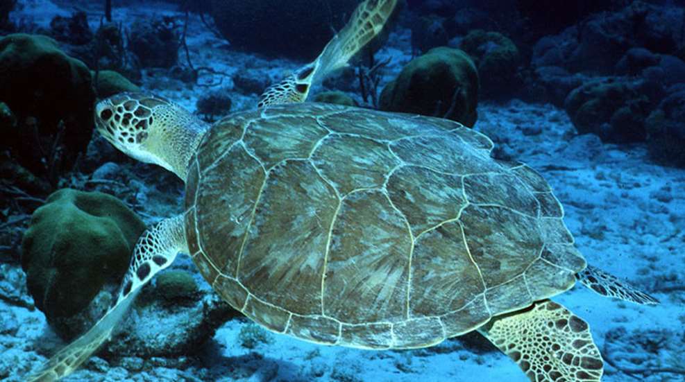 sea-turtle.jpg