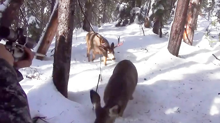 Fun Friday: 5 Close-Call Animal Encounters | NRA Family