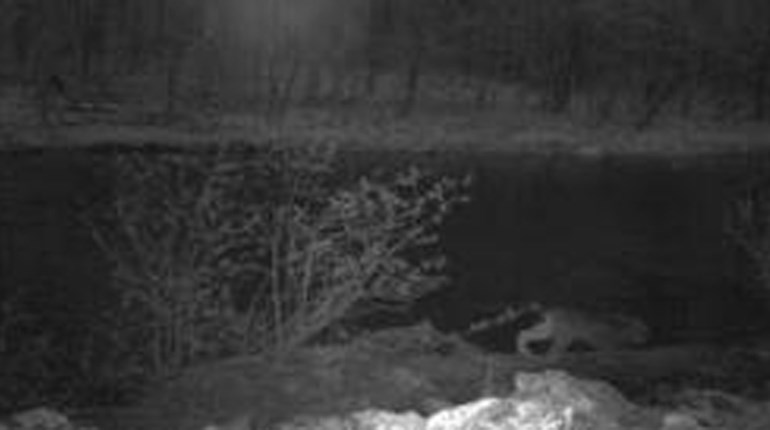 Lynx Seen in Vermont | NRA Family