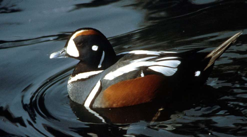 harlequin-duck-credit-us-fws.jpg