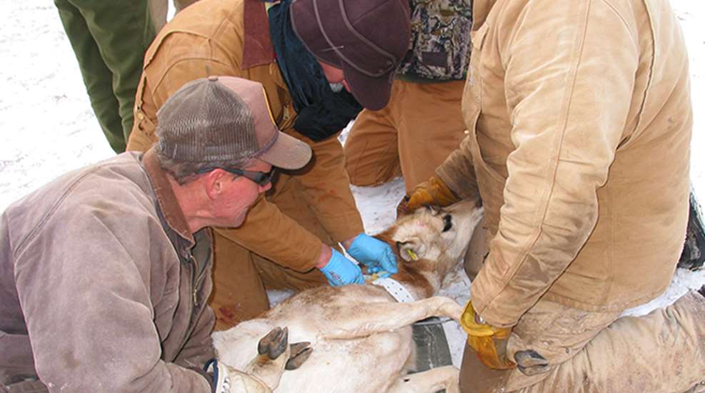 wildlife-vet.jpg